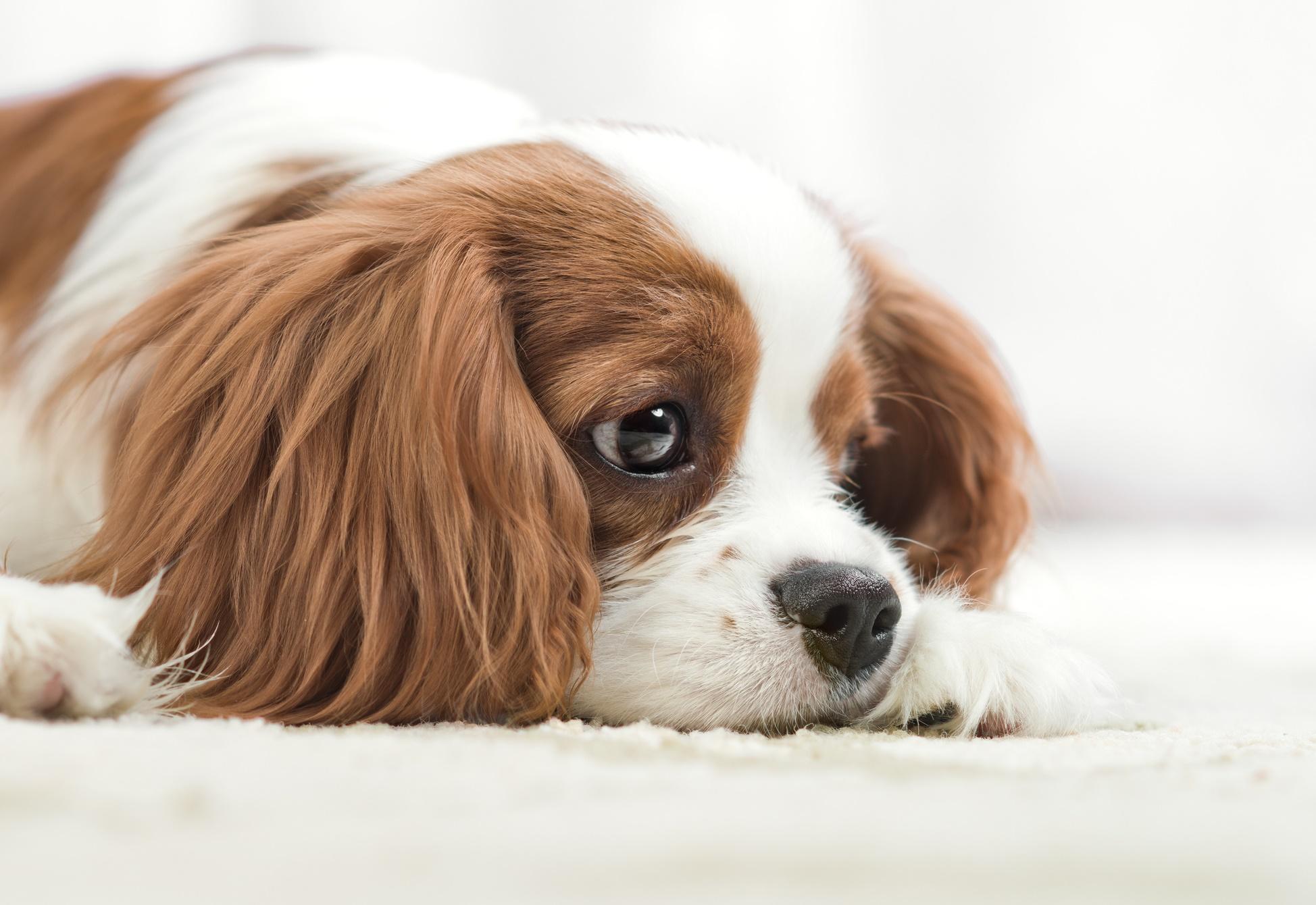 Por qué los perros vomitan amarillo? Por qué los perros vomitan amarillo?